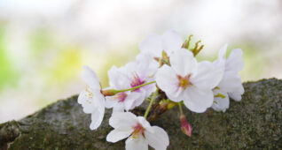 木の幹と桜