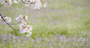 草原と桜の木