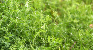 キラキラ光る雨上がりの草原