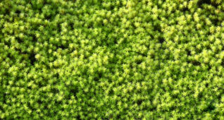 小さいたくさんの草