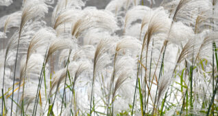 たくさんのススキがある秋の風景