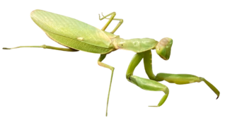 【切り抜き】カマキリ