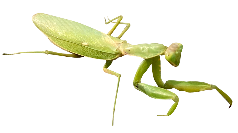 【切り抜き】カマキリ