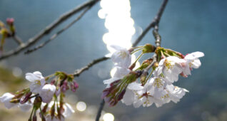 月夜に照らされる夜桜