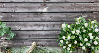 木の板と白いお花1