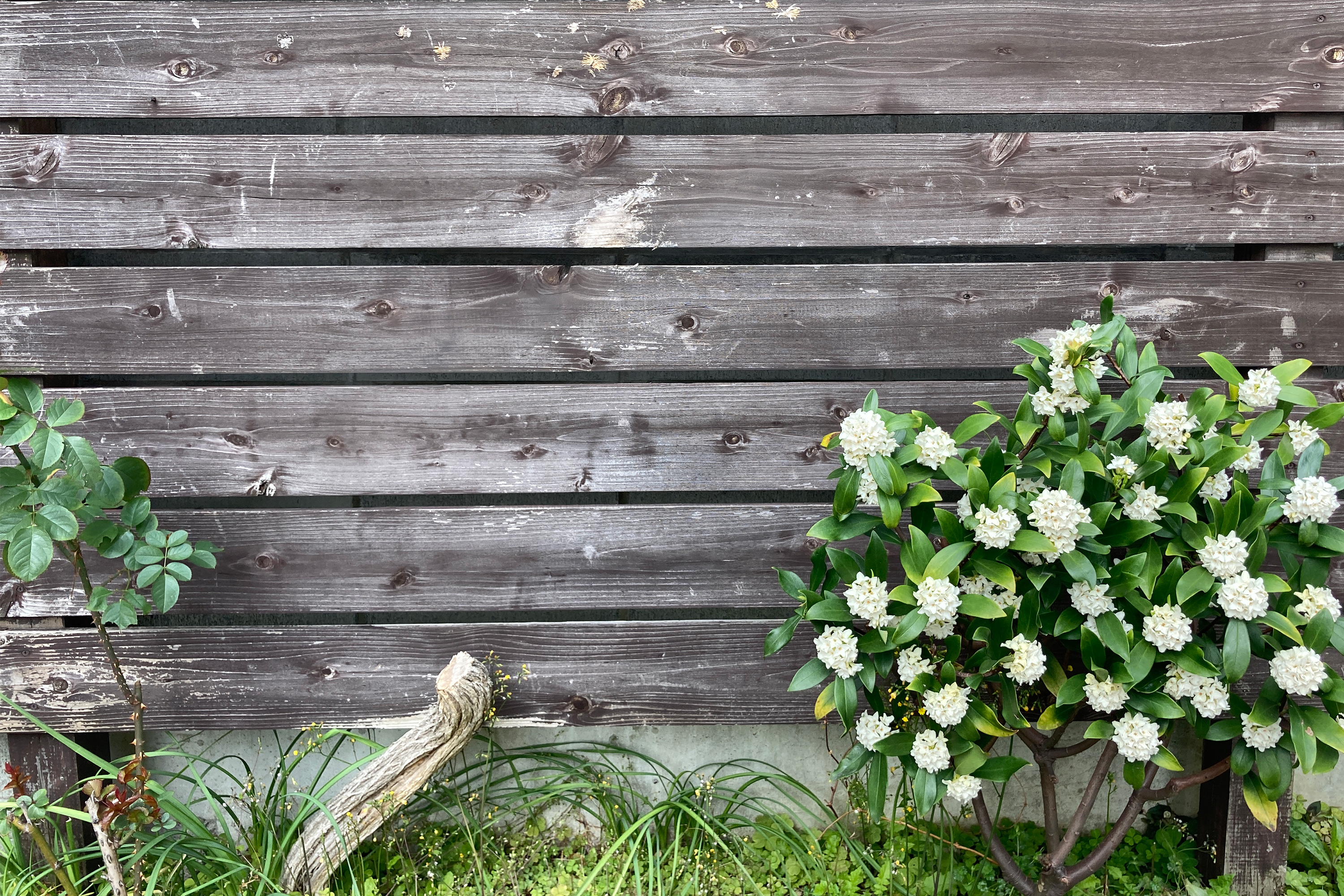 木の板と白いお花1