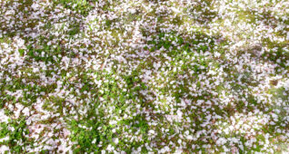 桜の花びらとクローバー