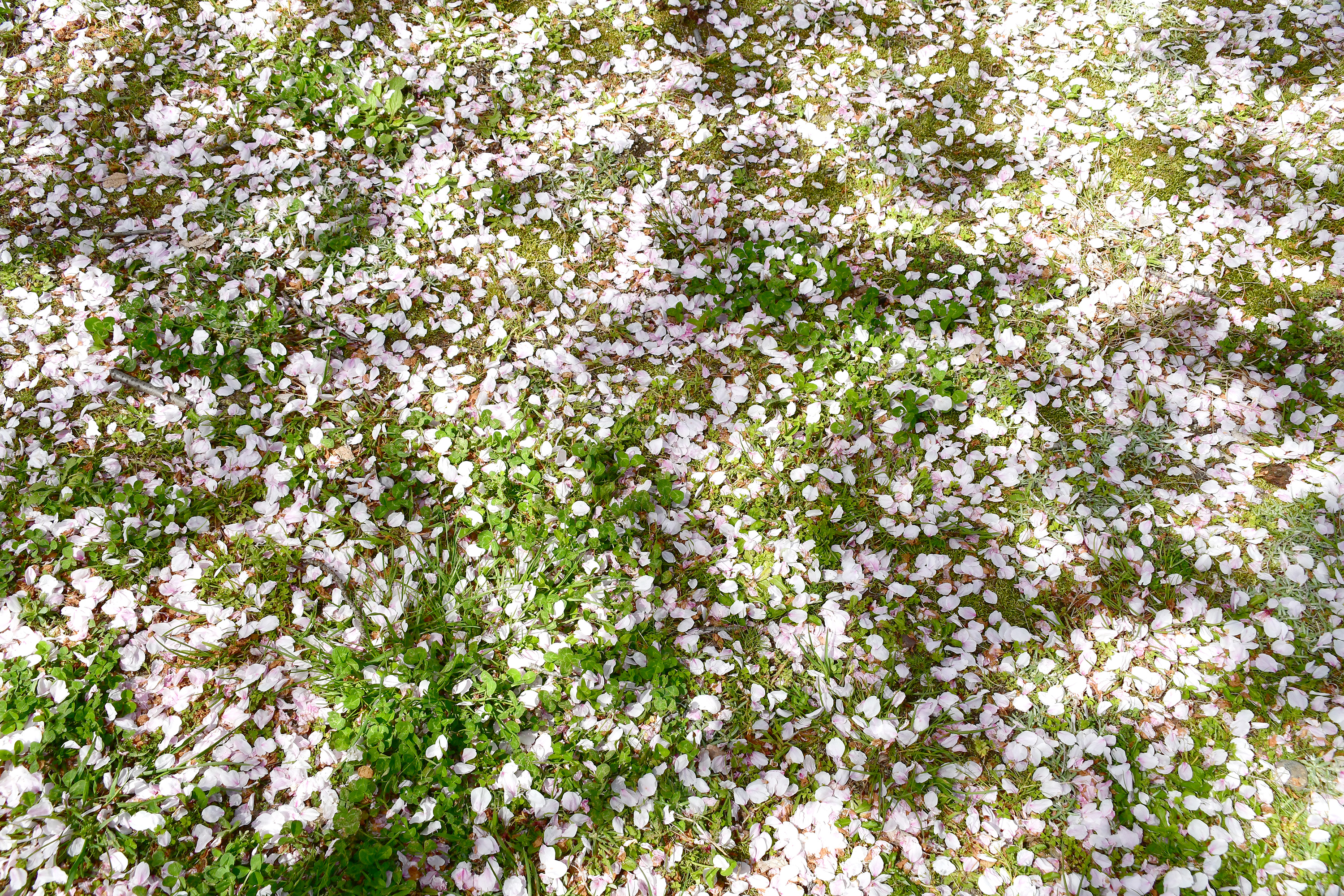 桜の花びらとクローバー