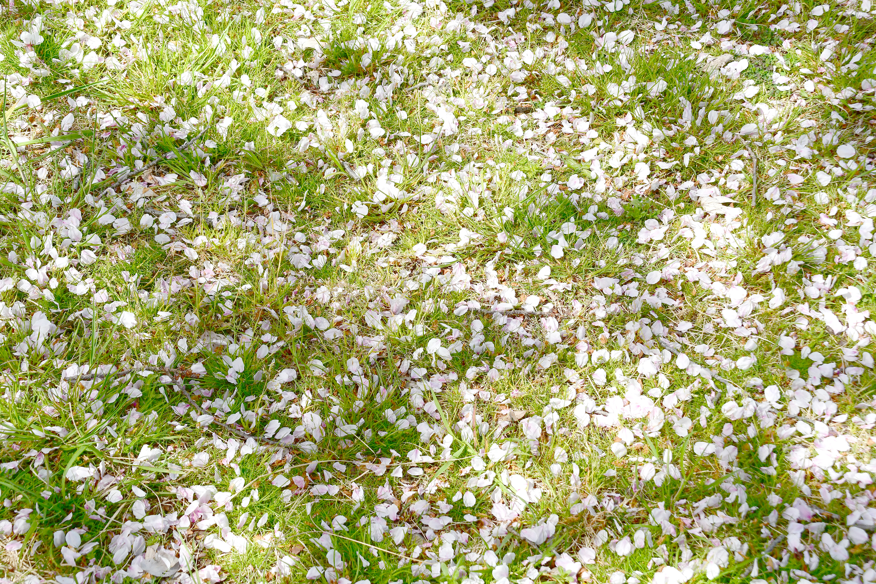 桜の花びらと芝生