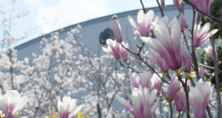 木蓮と桜