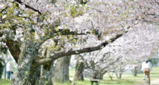 桜の並木道を自転車で走る女性