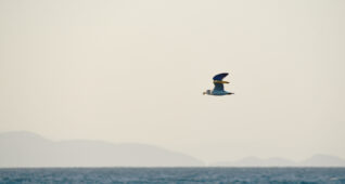 海の上を飛ぶ鳥