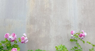 コンクリートの背景にピンクのバラ1