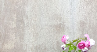 コンクリートの背景にピンクのバラ2