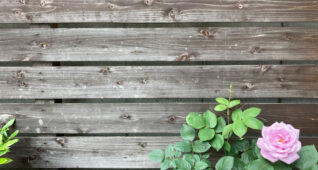 木の板とピンクのバラ2