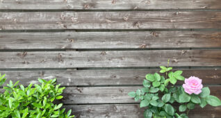 木の板とピンクのバラ3