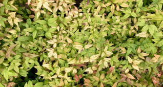 一面にしげる葉