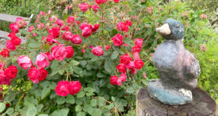 カモの置物と庭にある赤いバラ