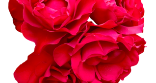 【切り抜き】赤いバラ