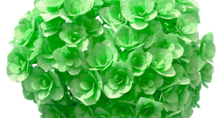 【切り抜き】緑色の紫陽花（色変更の加工あり）