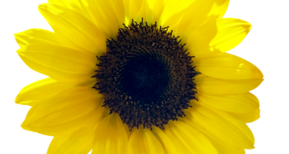 【切り抜き】ヒマワリ