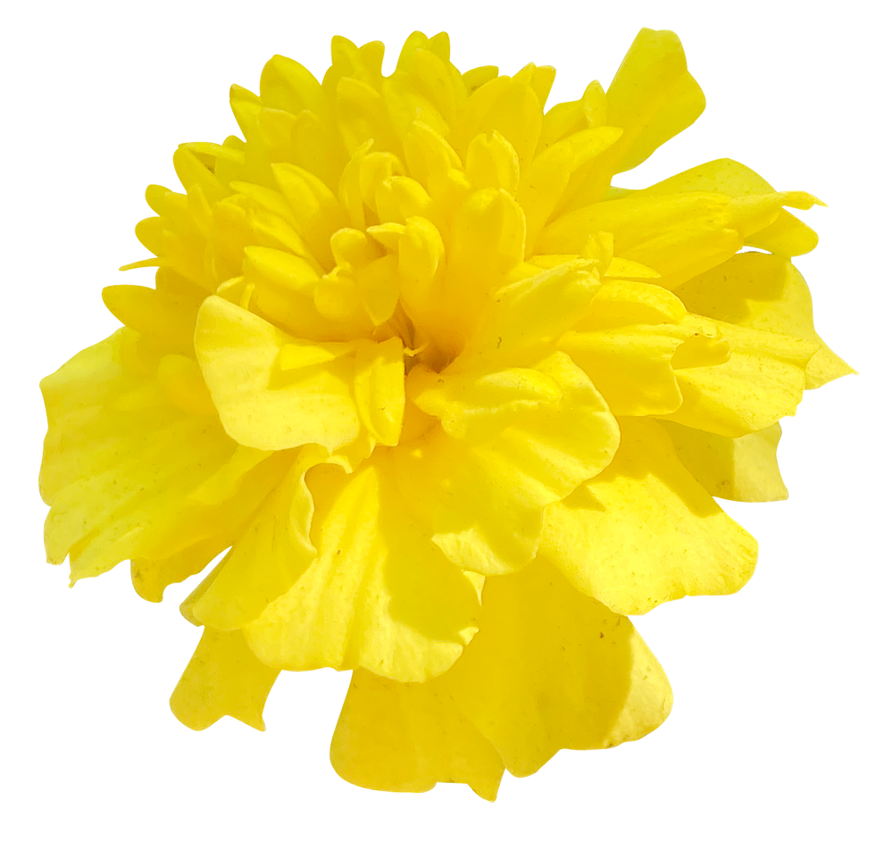 【切り抜き】黄色いマリーゴールドの花