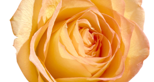 【切り抜き】オレンジ色のバラ