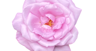 【切り抜き】大きなピンクのバラ