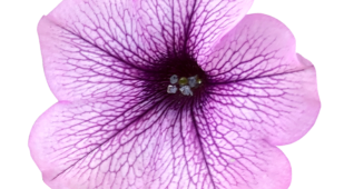 【切り抜き】サフィニア