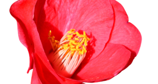 【切り抜き】椿