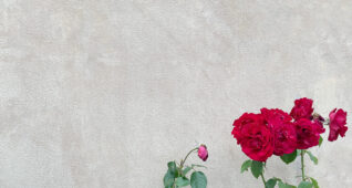 赤いバラとコンクリートの壁