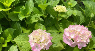 ピンク色の紫陽花1