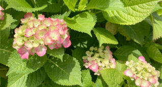 ピンク色の紫陽花2