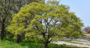 河原にある1本の木