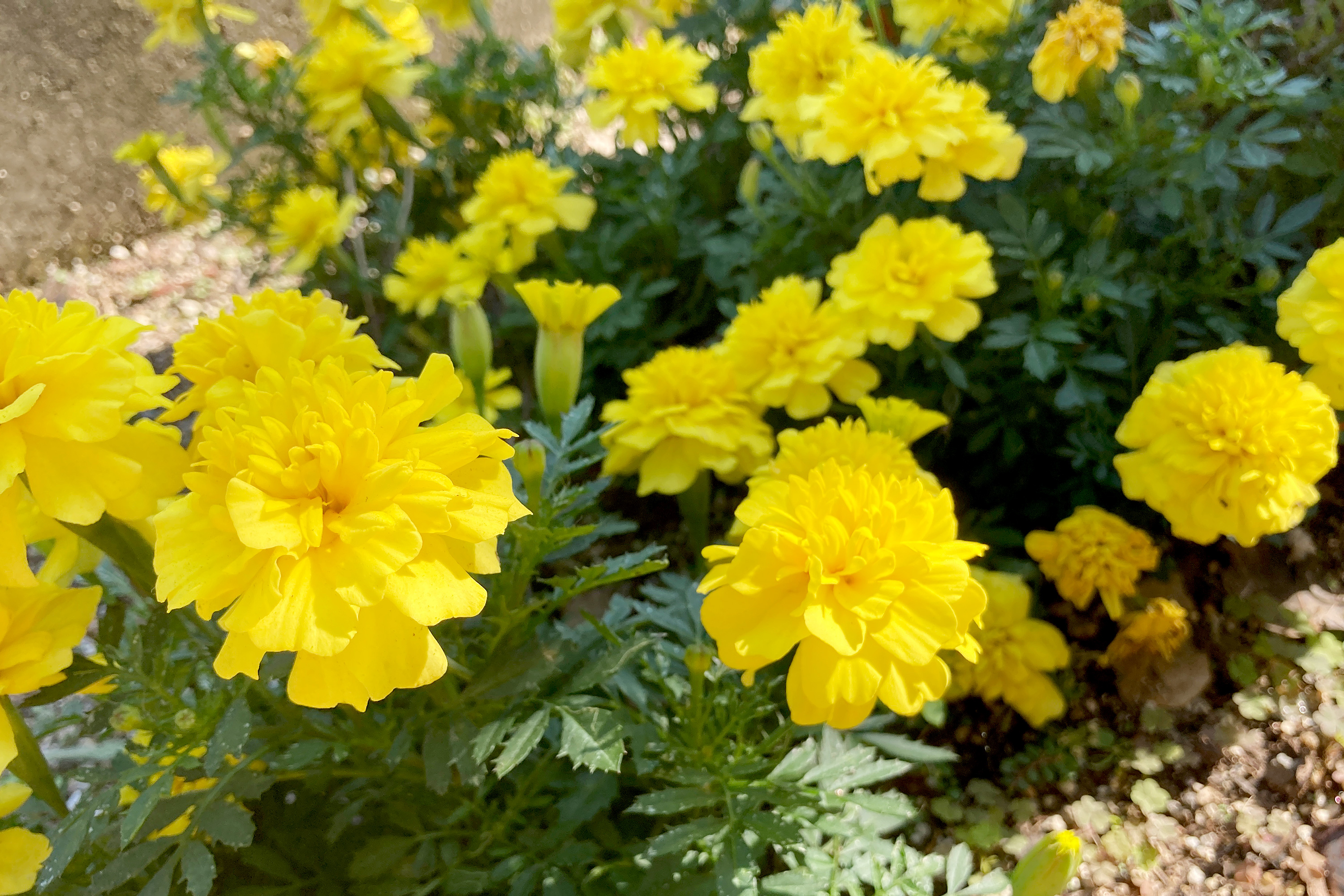 黄色のマリーゴールドの花