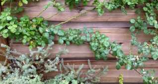 木の板につたうバラの葉