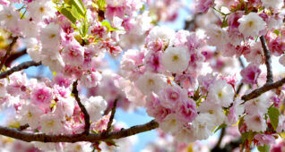 満開の八重桜2