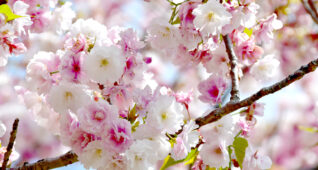 満開の八重桜1