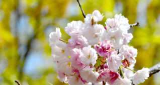 満開の八重桜3