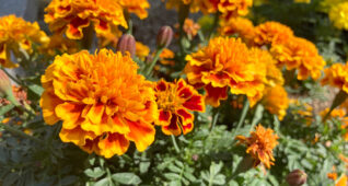 オレンジのマリーゴールドの花