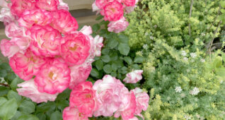 ピンクのバラと緑