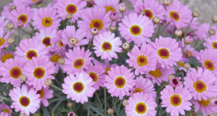 ピンク色のマーガレットの花