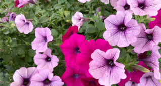 サフィニアの花