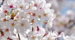 アップの桜の花1