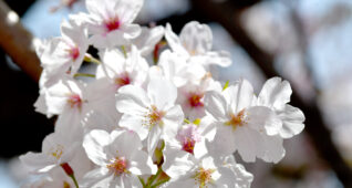 アップの桜の花2