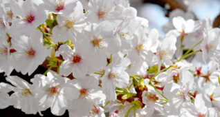 アップの桜の花3