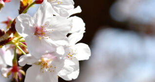 アップの桜の花4