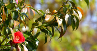 茂る葉の中の椿