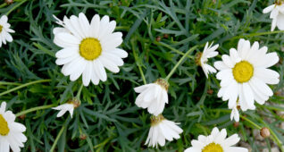 白色のマーガレットの花