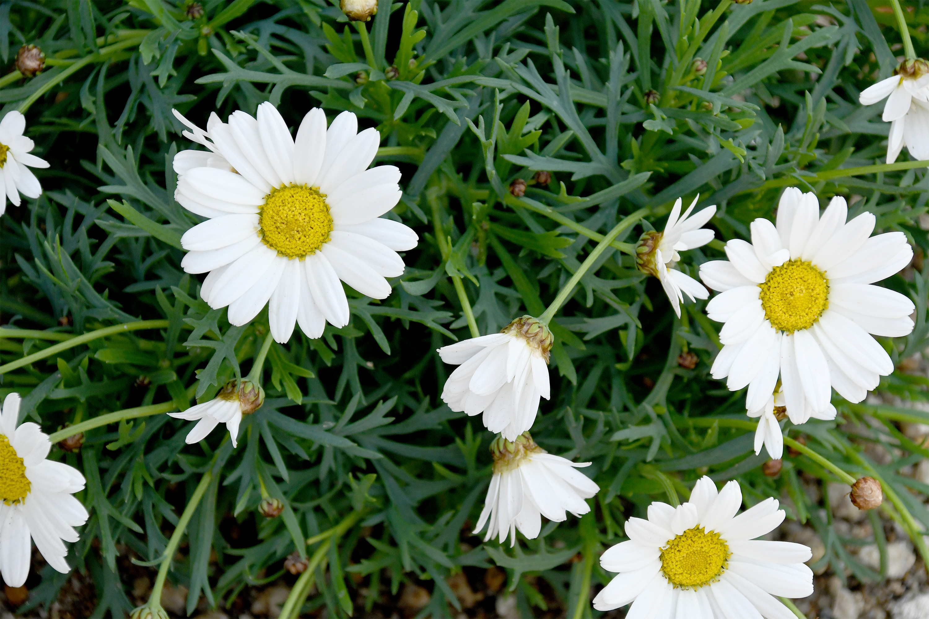 白色のマーガレットの花